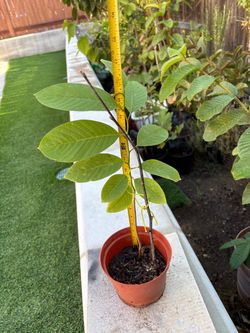 Healthy cherimoya/atemoya tree measures approximately 17 inches in height.