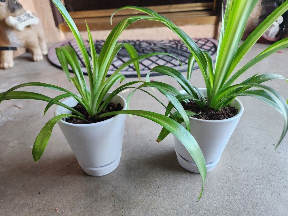 spider plant