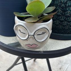 Calanchoe tirsiflora