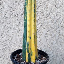 Variegated San Pedro Cactus 🌵 $80