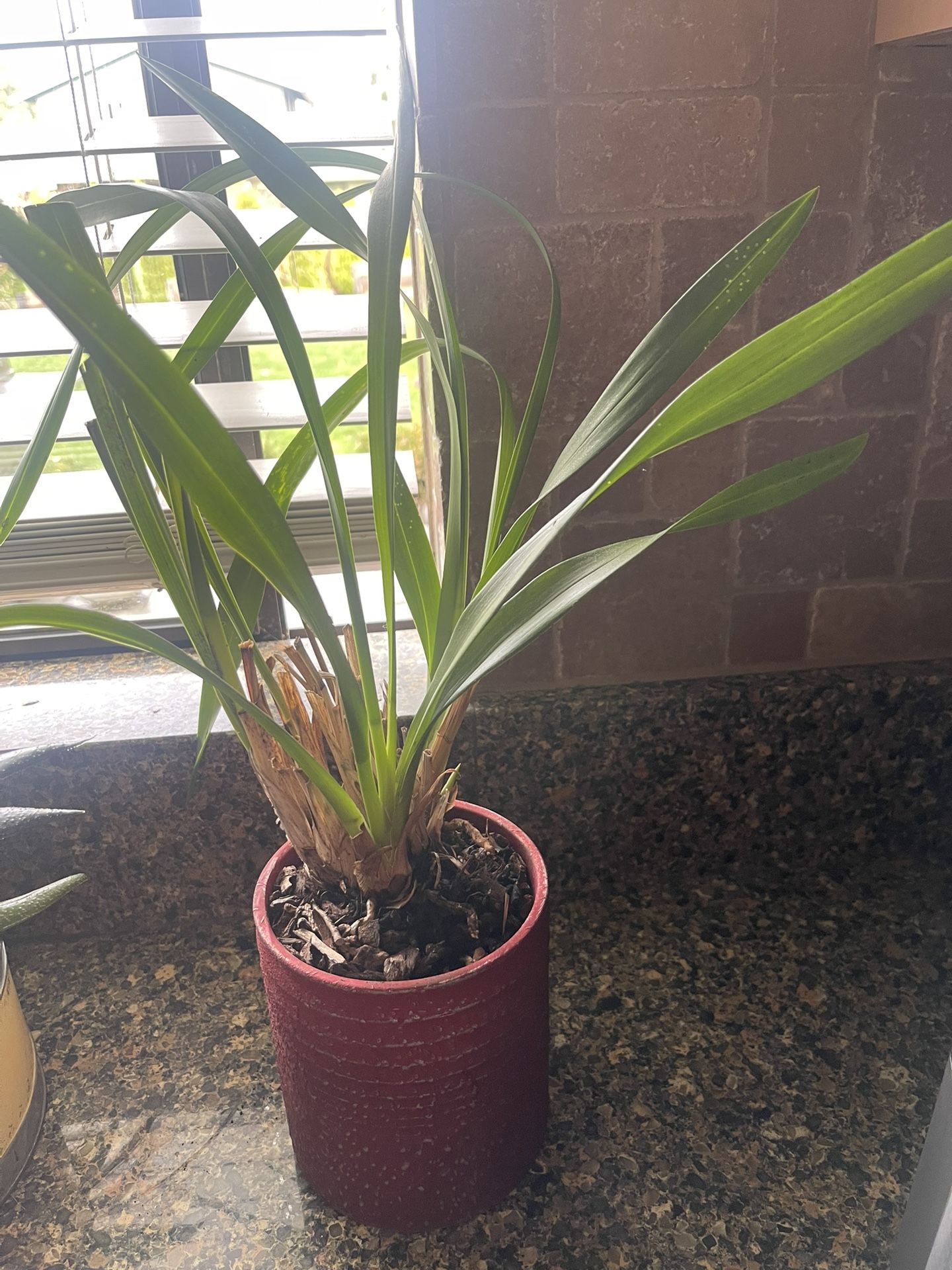 Cymbidium orchid, also known as a boat orchid