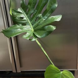 3ft Long Monstera Plant
