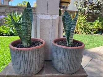 Selling as a set. Snake plants