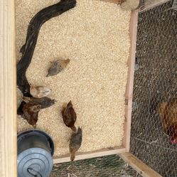 Raising  Chickens Coop. Chickens Not Included 