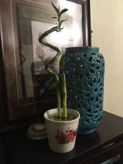 Bamboo plants for sale!