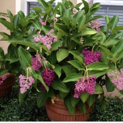 Xl Medinilla Myriantha In One Gallón Pot ( Price Is For Each ) First Pic Is Example Of The Flower 
