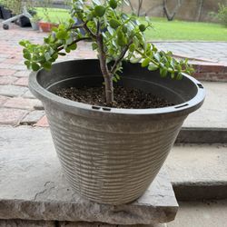 Elephant Plants 