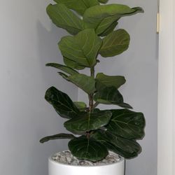 Beautiful Fiddle Leaf Fig in Modern White Planter