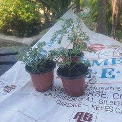 Wormwood Plants 