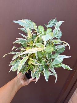 5” Syngonium starlite
