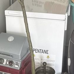 White Freezer
