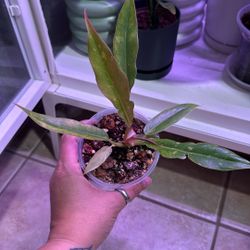 Live Plant 🌱 Philodendron Ring Of Fire 