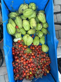 FRESH HARVEST: Home-Grown Chayotes & Cherry Tomatoes (Costa Mesa)