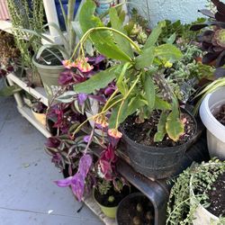 Una Succulents 