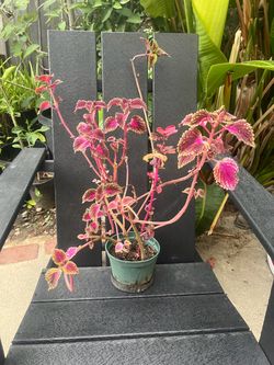 Pink Coleus Plant