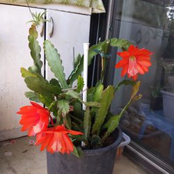 Epiphyllum Cactus in bloom. Plant is in the bucket size plastic planter 