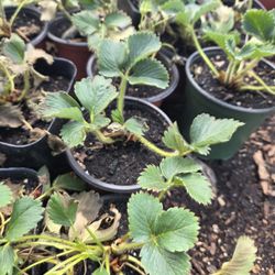 Strawberry Plants- Sea Scape