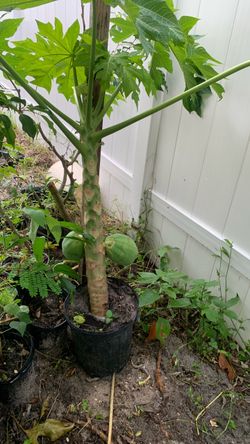 Papaya