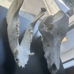 Boar Skull