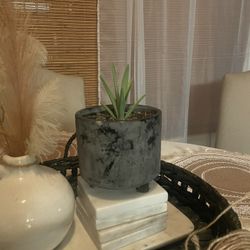 Rustic Black Ceramic Pot/yucca Plant Only