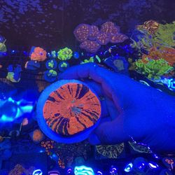 Coral decoration Scolymia 