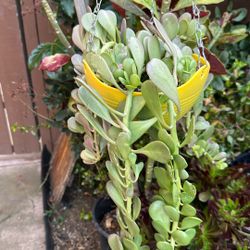 Trailing Jade In A Nice Hanging Pot