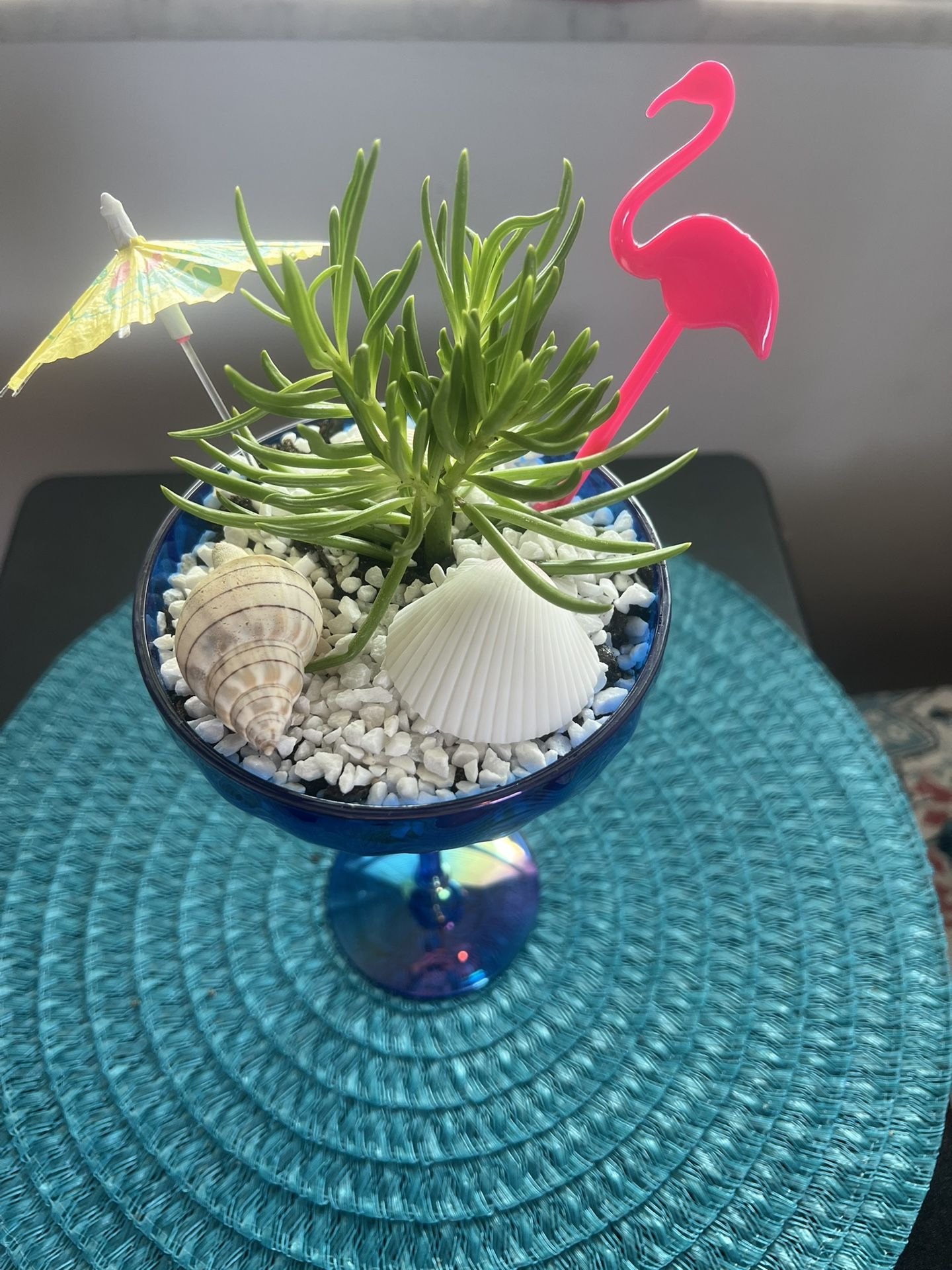 Succulents in margarita