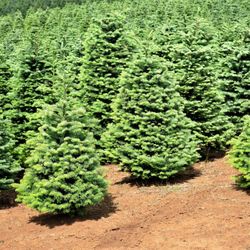 Real Christmas Trees W/ FREE STAND In Hacienda Heights 