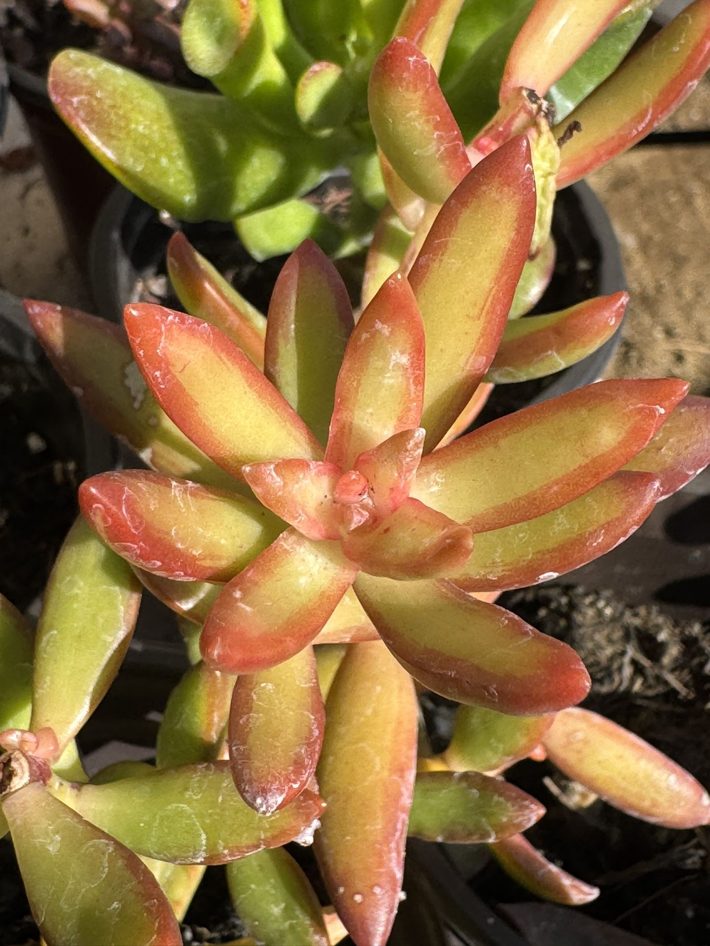 Succulents Plants 4”pot