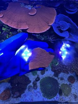 Red Montipora Coral Decoration