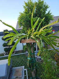 Dragon Fruit