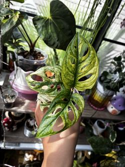 Variegated Adansonii albo