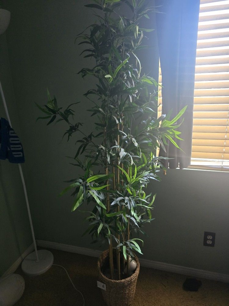 Plant