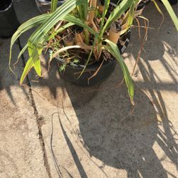 Sugar Cane Plant