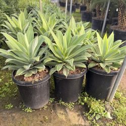 Agave Attenuata 15 Gal