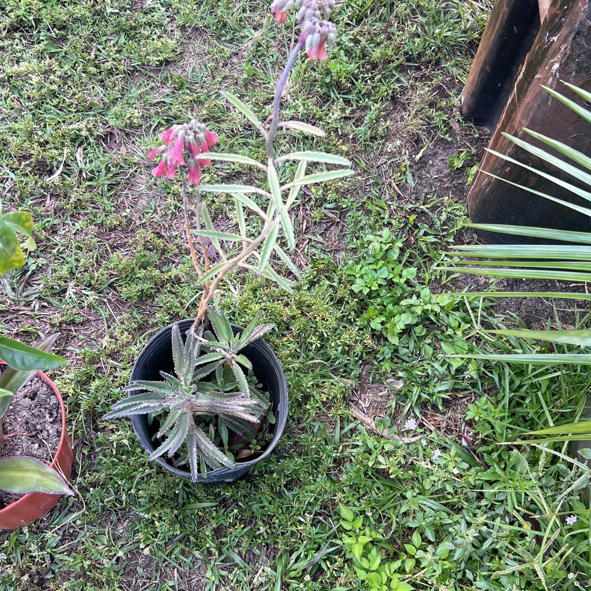  Alligator Plant In Bloom Succulent Low Maintenance 