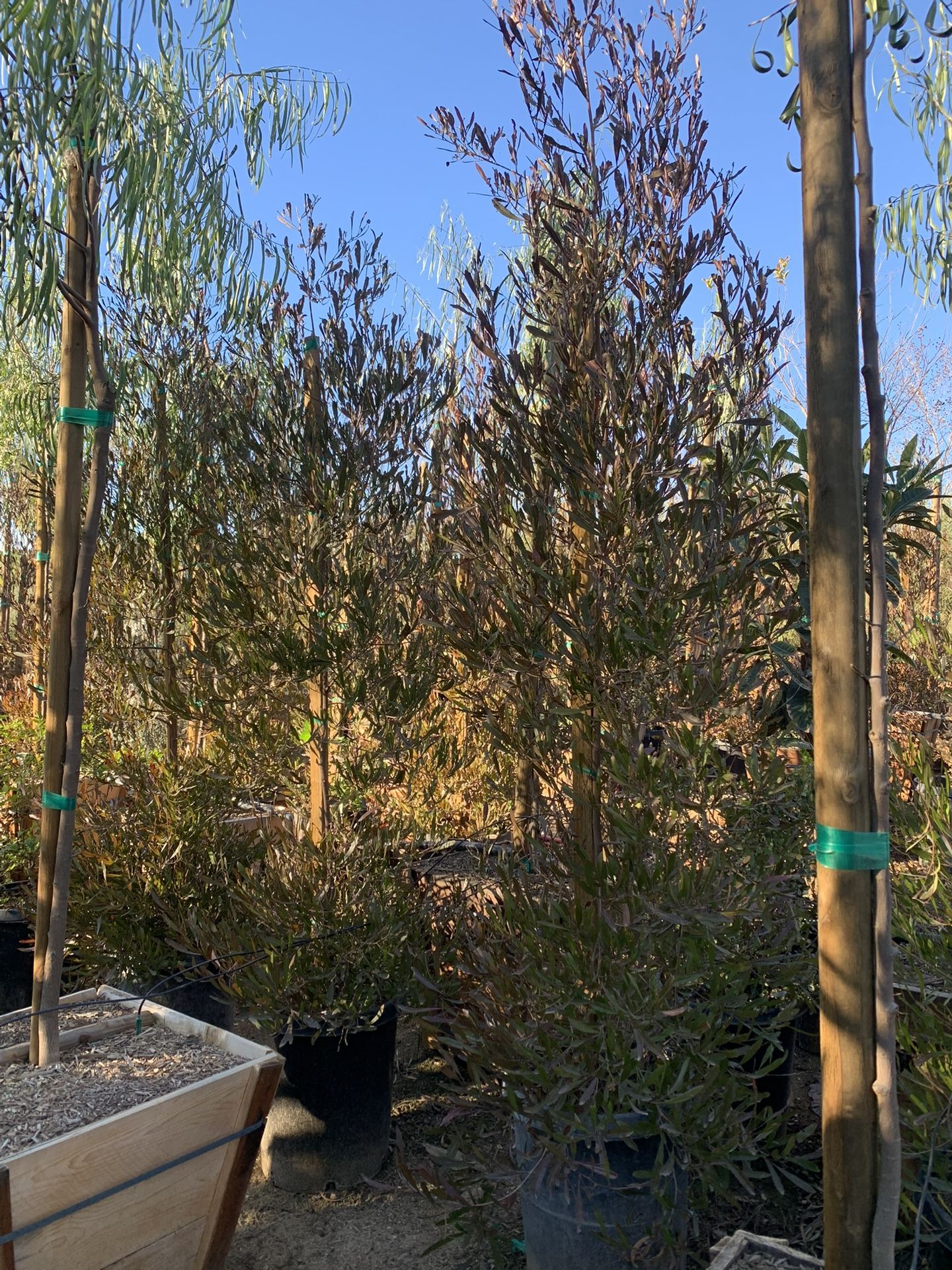 Hopseed Bush , Dodonaea viscosa, Used For Hedge And Privacy 15gal