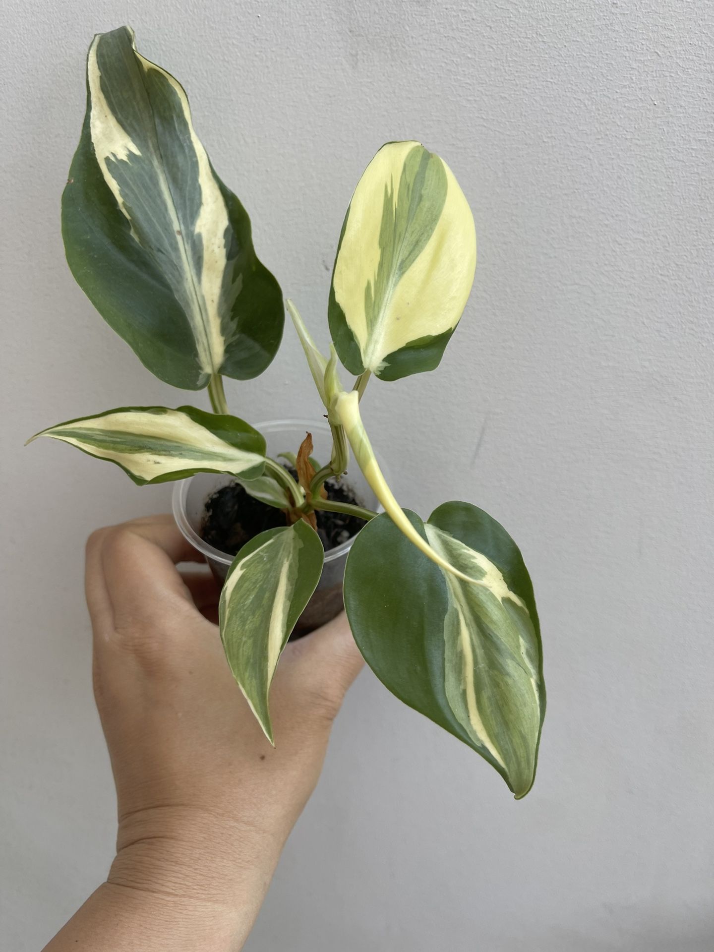 Beautiful Philodendron Rio Sport Plant