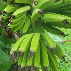 Banana Plant 