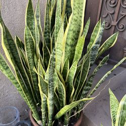 Large Snake Plants 