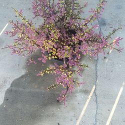 Jade Plant 