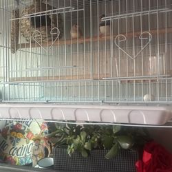 Finches