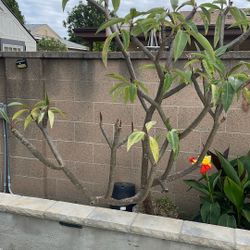 Yellow Plumeria