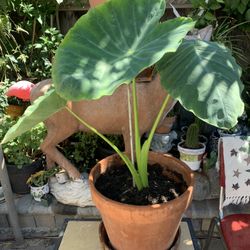 Plant In 10 Gallon Clay Pot.