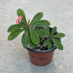 Succulents plants 🪴 