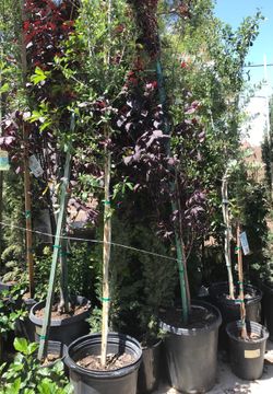 Purple flowering plum