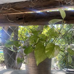 Pothos Plant In Pot