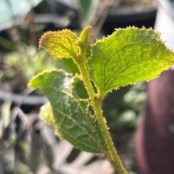 Live Acacia denticulosa Plant - ‘Sandpaper Wattle’