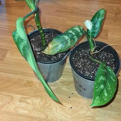 Peace Lily Plants. $25 Each 