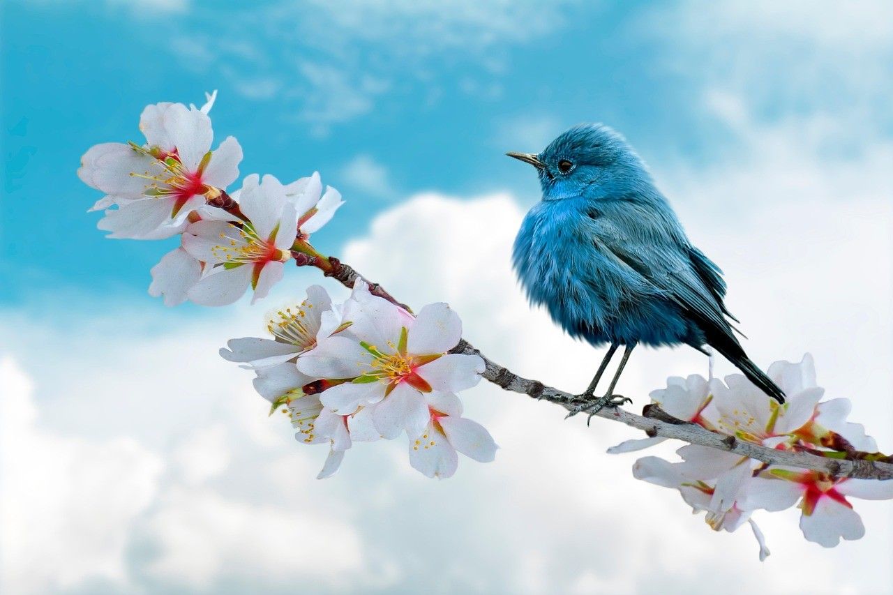 Bird Within The Blue